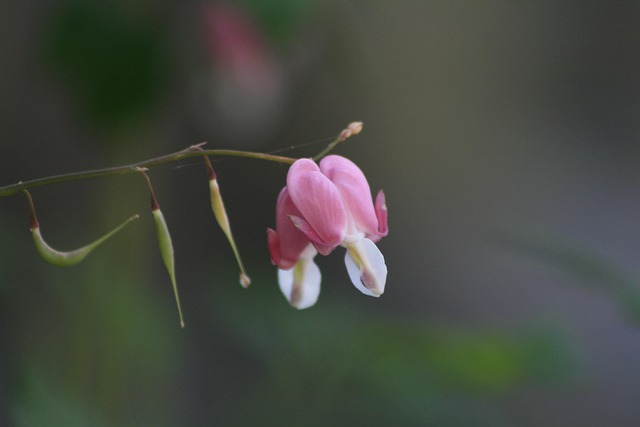 Free Lily Of The Valley Spring Flowers photo and picture