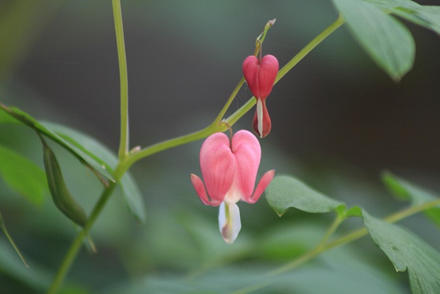 Free Silver Bell Nature photo and picture