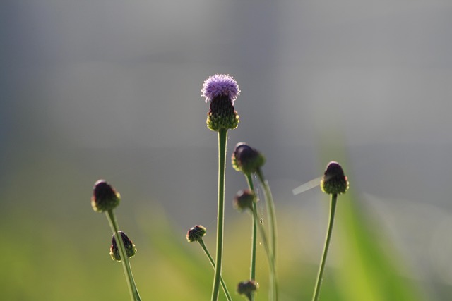 Free Spring Flowers Nature photo and picture