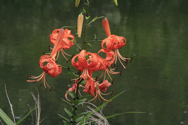 Free Lily Beautiful Flowers photo and picture