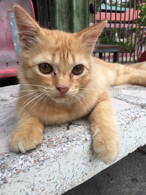 Cat, แมว, สัตว์, สัตว์เลี้ยง, แมวสีส้ม