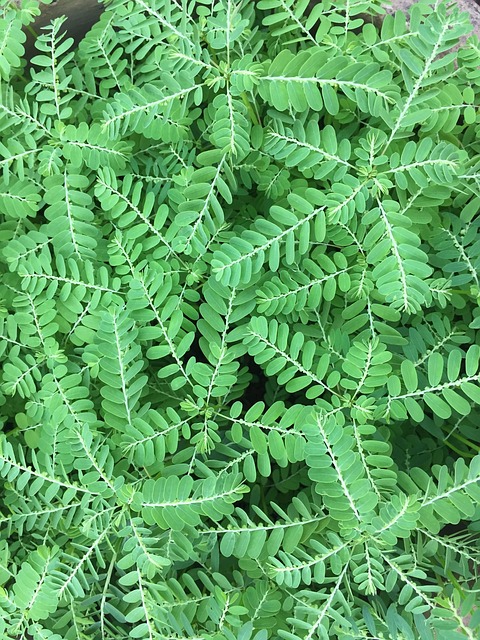 Free Grass Mimosa photo and picture
