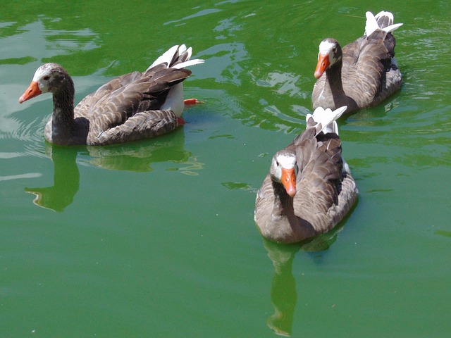 Gans, Natuur, Vogel, Vijver, Dier