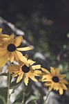 black eyed susan, yellow, garden