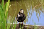 animal, pond, waterweed