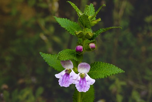 Free Mélitte Nature photo and picture