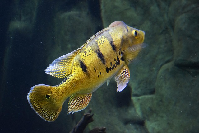 Free Fish Sea photo and picture