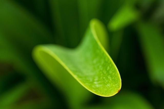 Free Nature Leaf Close Up photo and picture
