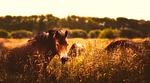 horses, animals, panorama