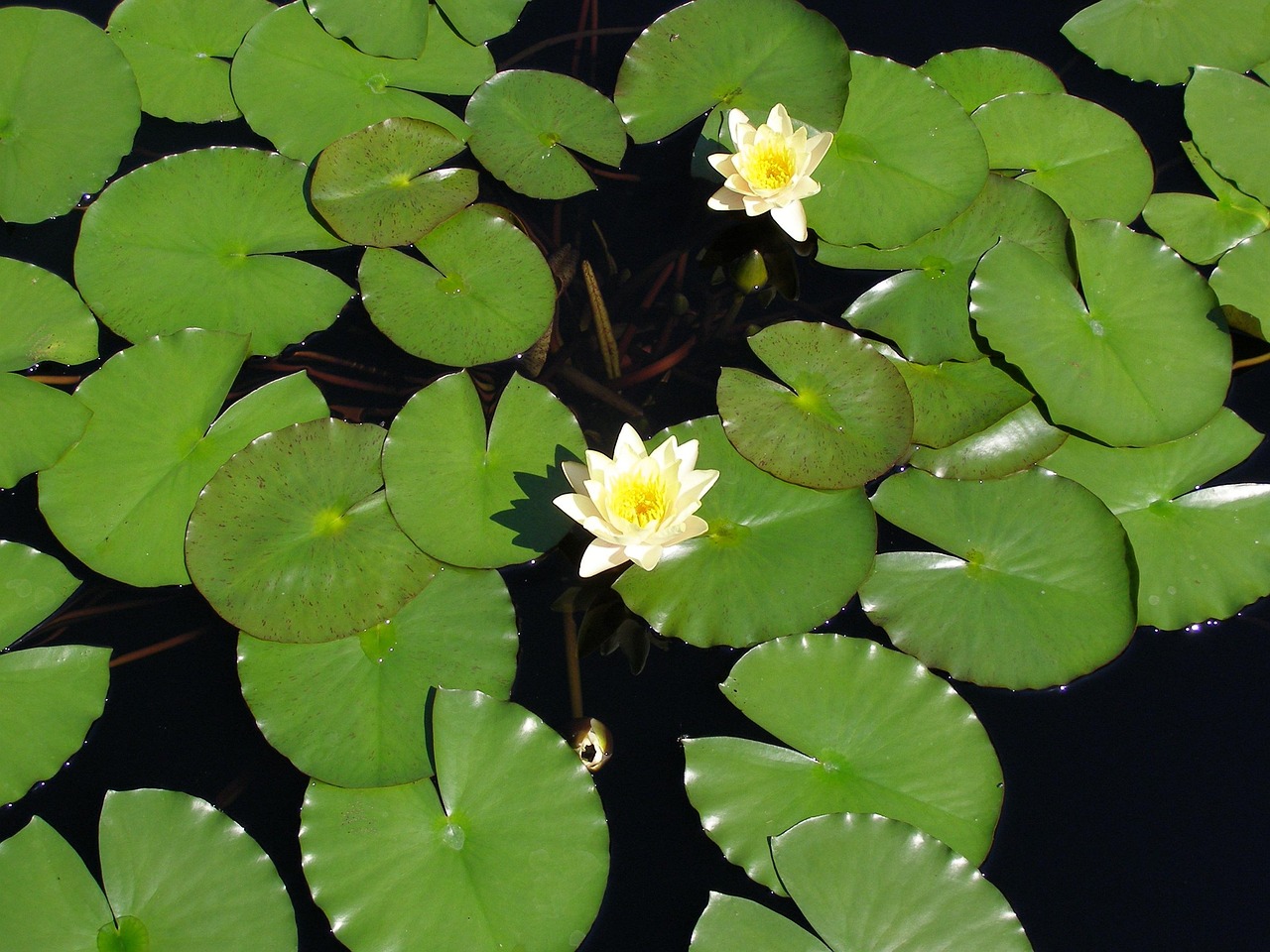 Flower Lily Pad Free photo on Pixabay Pixabay