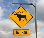 road sign, wild, warning