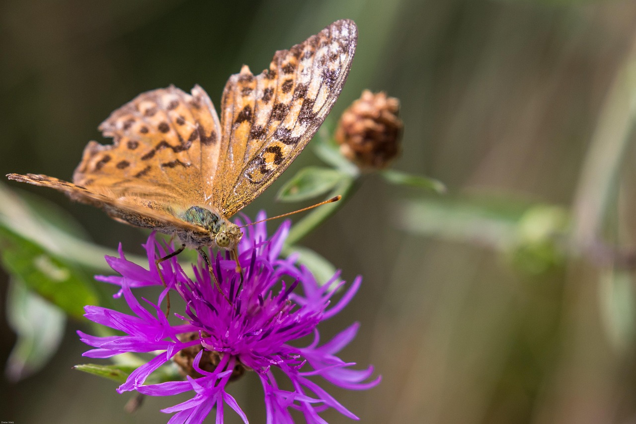 fritillary-2650959_1280.jpg
