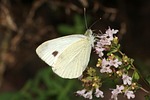 butterfly, flower, floral ornament
