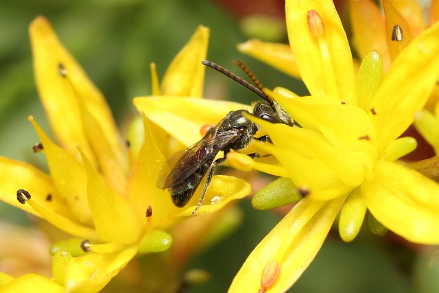 Flyve, Blomstre, Gul, Insekt