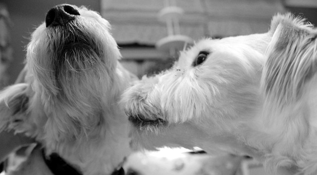 Jackrussel, Hund, Stamtavle Hund