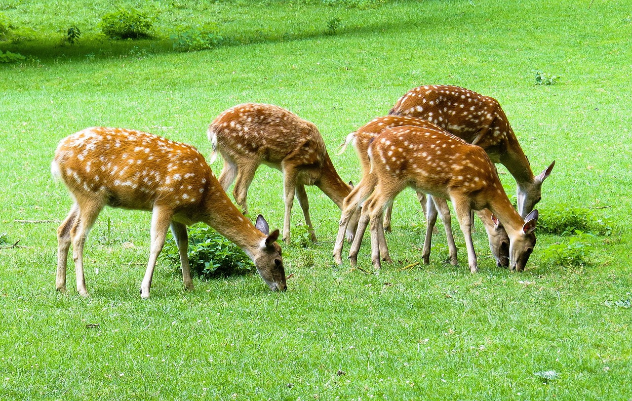 自然 動物 ノロジカ - Pixabayの無料写真 - Pixabay