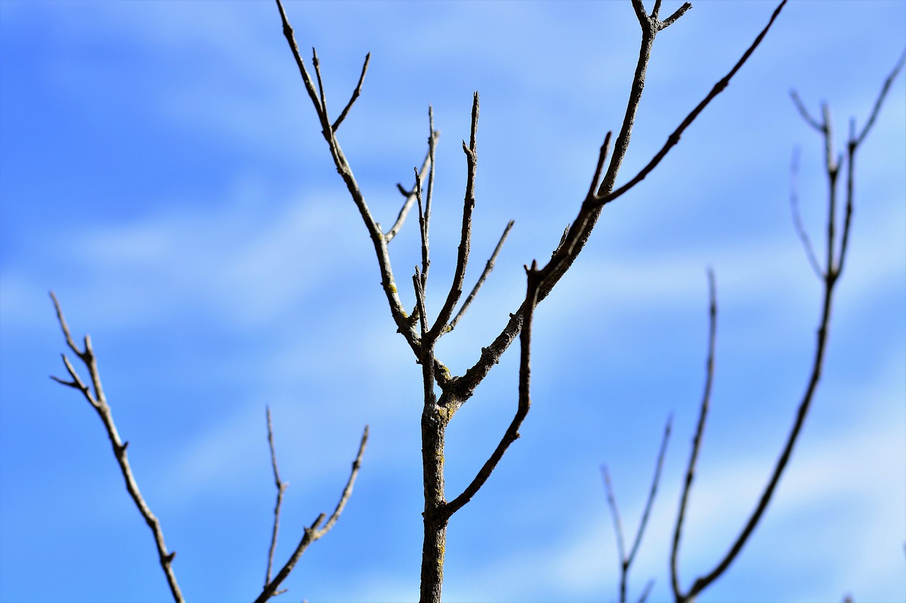 乾燥的细树枝 蓝天 生态 - Pixabay上的免费照片 - Pixabay