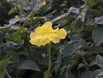 flower of the earth, at saidham, sirdi
