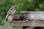 the sparrow, bird, gray