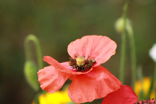 Free Flower Beautiful Flowers photo and picture