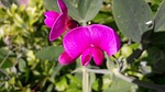 sweet pea, sweet peas, pink