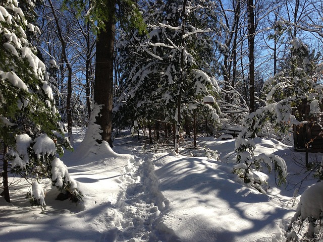 Nieve, Bosque, Invierno, Soleado, Rastro