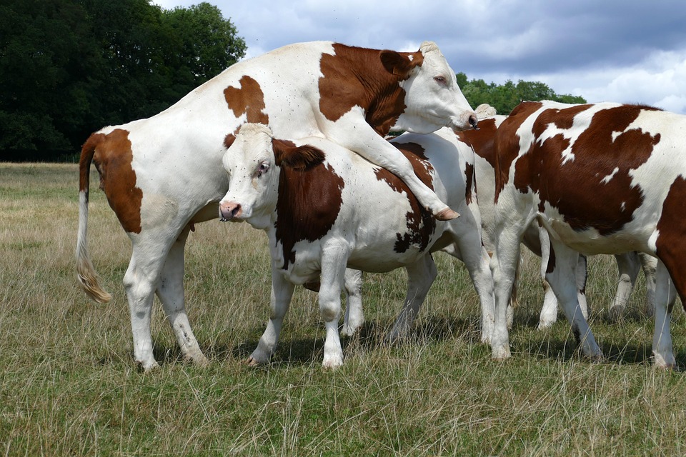 vaca carne de res