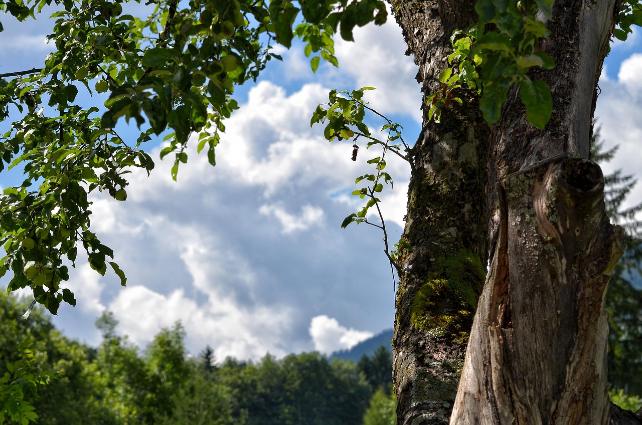 Tree Bark House Free photo on Pixabay