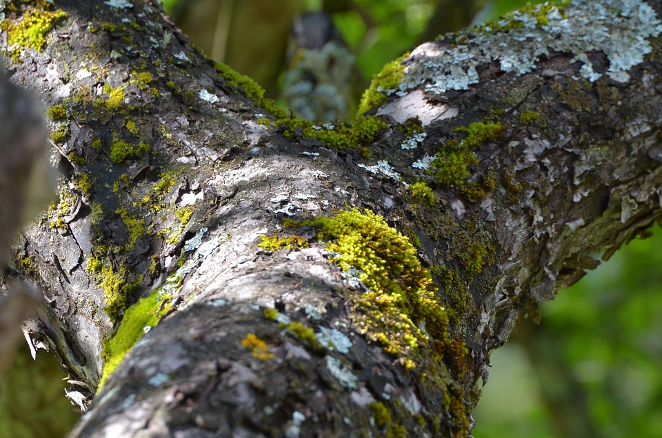 Tree Bark House Free photo on Pixabay Pixabay