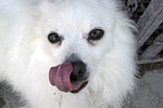 pomeranian, white, licking