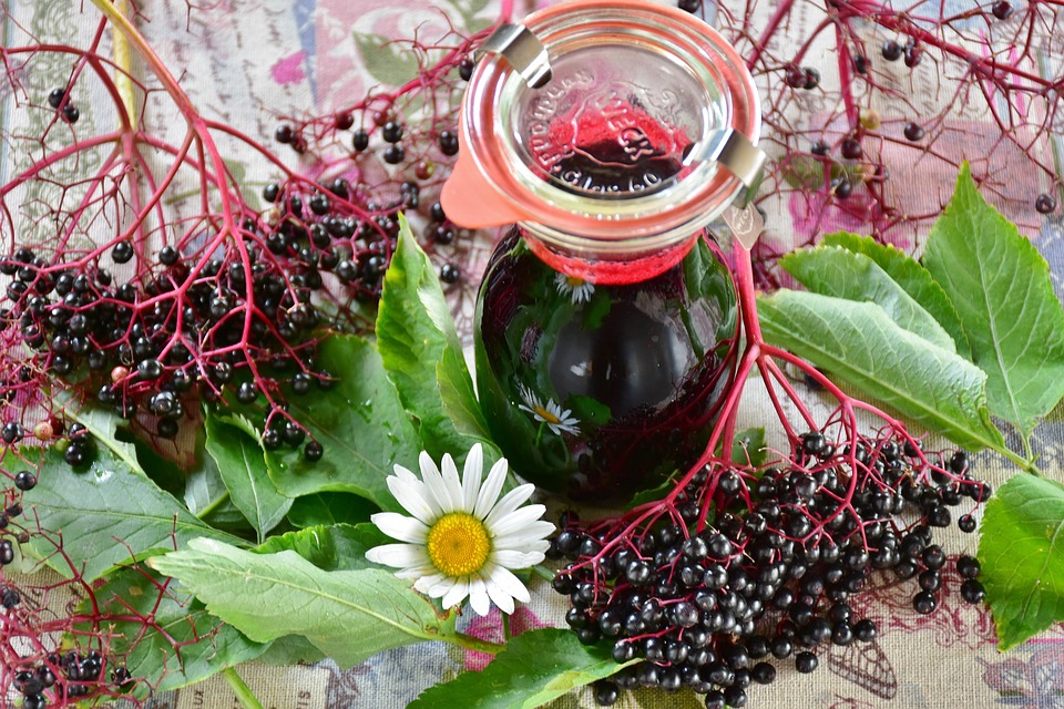 Elderberry Extract Powder Bulk