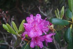roan mountain, flowers, nature