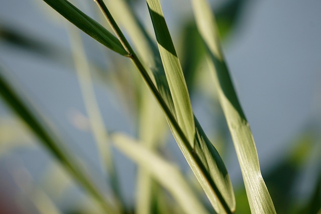 Free Reed Grass photo and picture