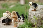 chick, chicken, them
