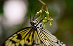 butterfly, upside down, hanging