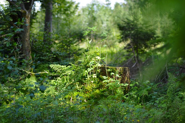 Free Nature Forest photo and picture