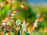 star winds, quamoclit lobata, flower