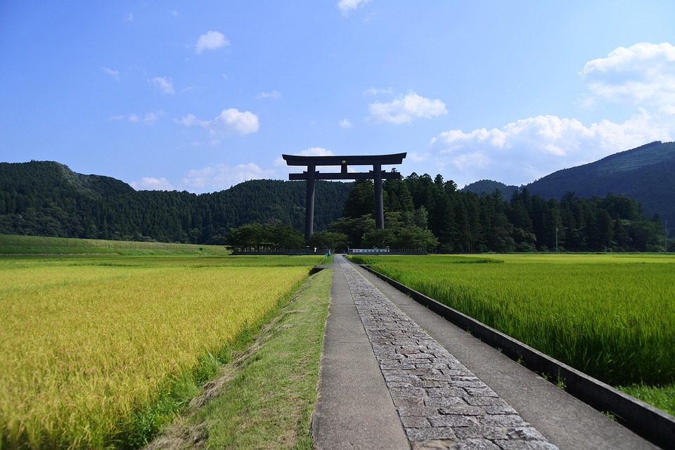 日本, 和歌山, 神社, 熊野, 本宮大社, 熊野三山, お参り, 鳥居, 神秘的, 秋, 景色, 稲穂, 米