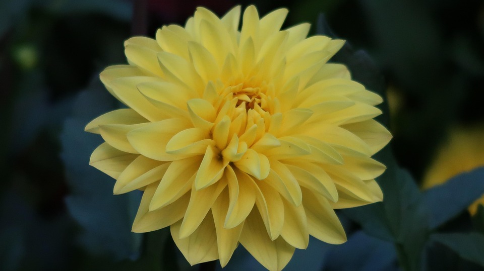Yellow Swiss Flower Shorts main image 1