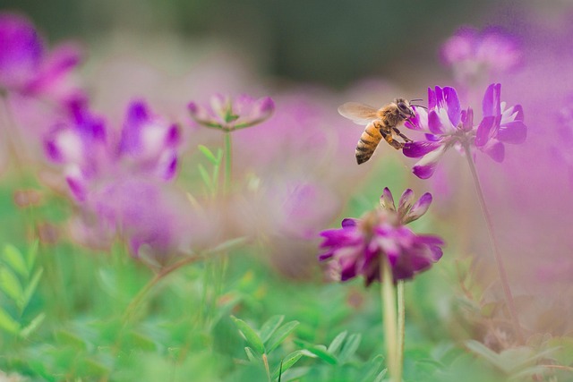 Free Bee 4K Wallpaper photo and picture