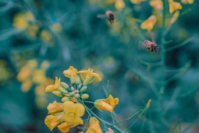 Free Bee Nature photo and picture
