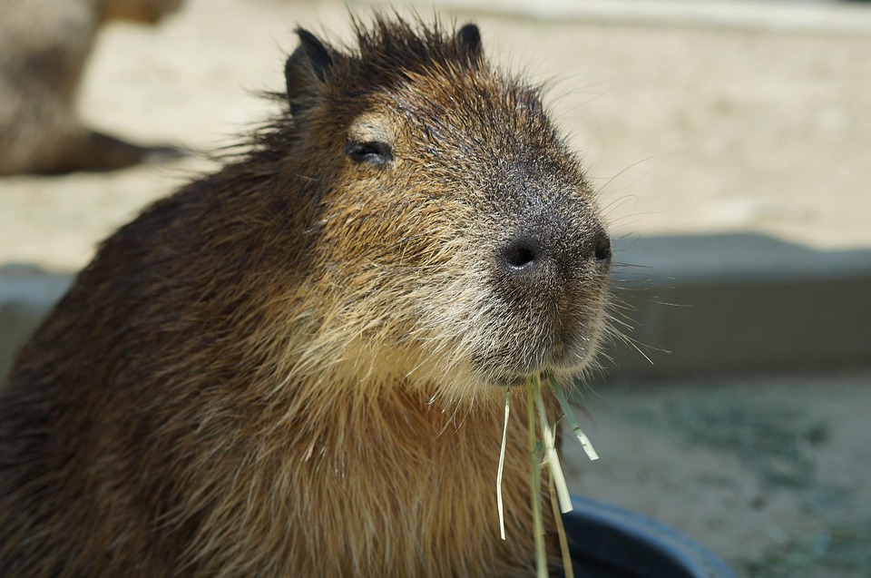 Capybara Harvest Hills - Free photo on Pixabay