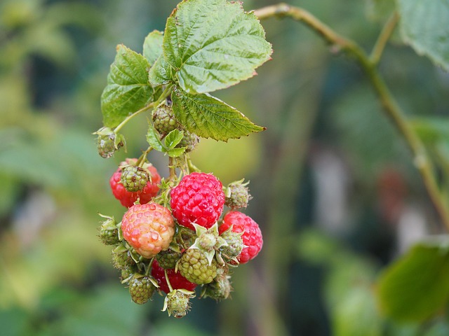 Is Raspberry A Fruit Raspberry Fruit Bio - Free photo on Pixabay - Pixabay