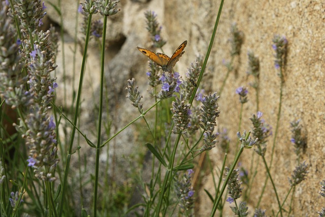Free Butterfly Field photo and picture