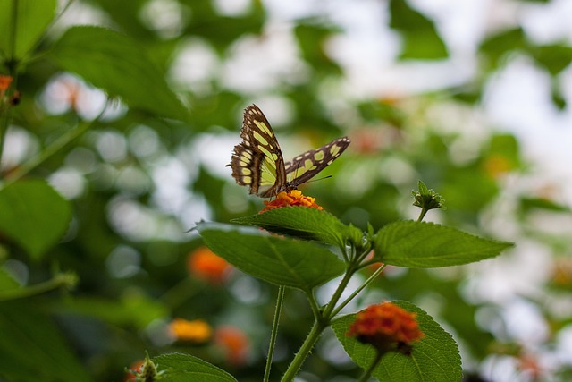Sommerfugl, Blomst Tapet, Natur, Insekt