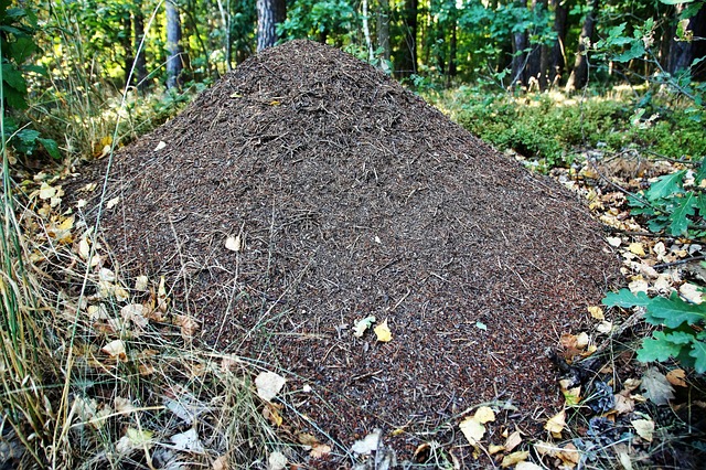 Free Anthill Ants photo and picture