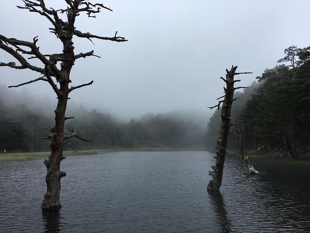 Free Lake Fog photo and picture