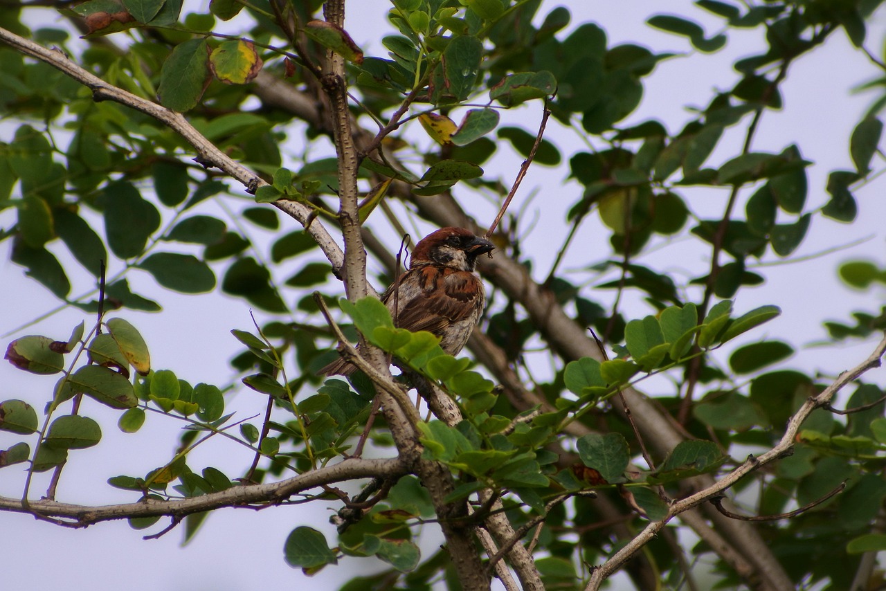 Animal Madera Verde Foto gratis en Pixabay Pixabay