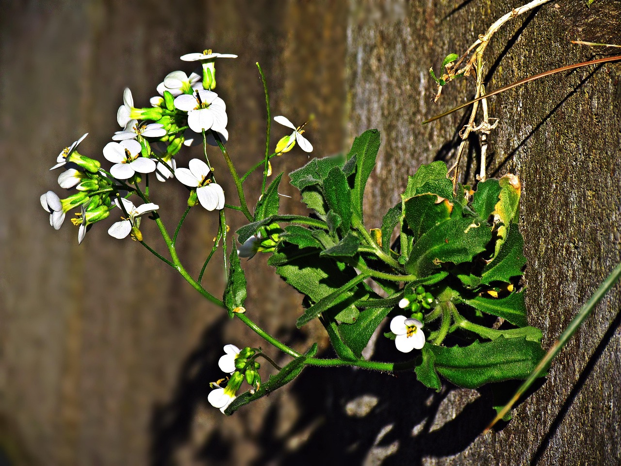 Planta Flores Campo Foto gratis en