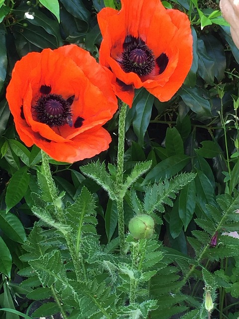 Free Flower Corn Poppy photo and picture